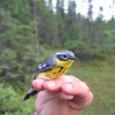 Charles Driscoll: Movement of Mercury through Wildlife Food Webs in the Northern Forest Region