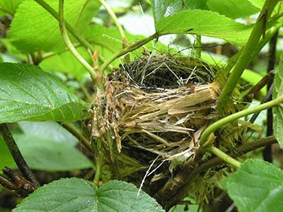 Allan Strong: A Moose, a Bird, and a Shrub: An Ecological Relationship That May Change with Climate