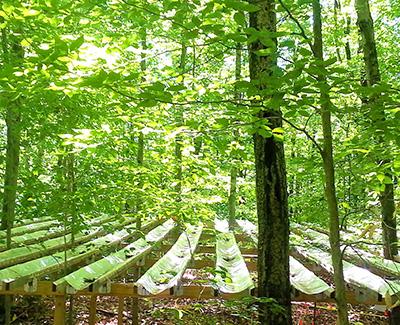 Heidi Asbjornsen: Forest Throughfall Removal Study Suggests Red Maple More Resistant to Drought than White Pine or Red Oak