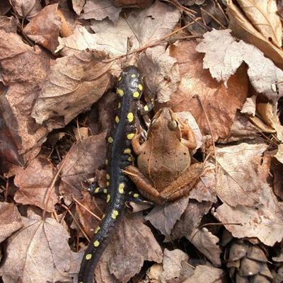 Kimberly Babbitt: Terrestrial Buffer Requirements for Amphibians Inhabiting Vernal Pools in Forested Landscapes