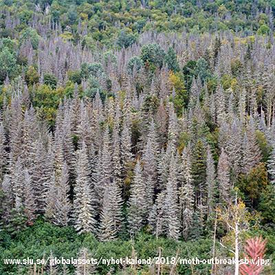 Mohammad Bataineh: Spruce-fir forest with dead trees