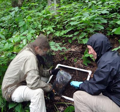 Colin Beier: Forest Soil Fauna Diversity and Food Webs Show Increased Tolerance to Calcium Depletion 