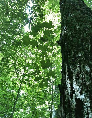 Colin Beier & Daniel Bishop: Climate Change, Acid Rain, and Insect Defoliation Interact to Decrease Sugar Maple Growth 