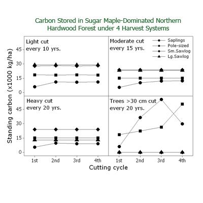 Eddie Bevilacqua: Balancing Sustainable Wood Production and Carbon Sequestration in Northern Hardwood Forests