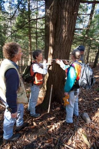 David Brynn: Town Forest Health Check: A Forest Steward's Guide to Forest Health Assessment