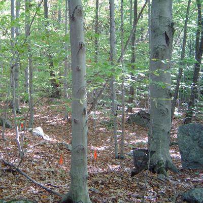 Edward Brzostek: Limitations on Availability of Forest Soil Nitrogen for Tree Growth