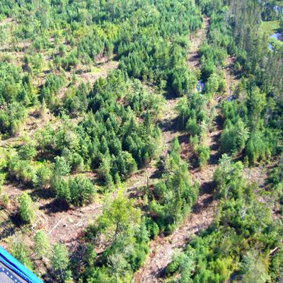 Charles Canham: Managing for Diversity in Tree Species and Canopy Structure Produces Higher Sustained Yield