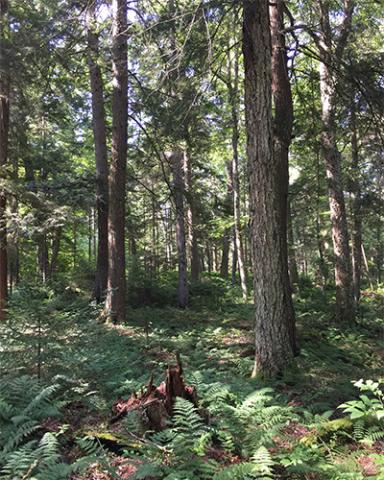 Adirondack old growth forest