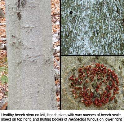 John Castello & Jonathan Cale: Multiple Stressors Play Role in Beech Bark Disease