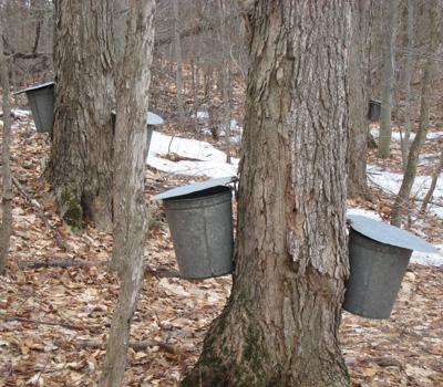 Brian Chabot: Growth Potential of the Maple Syrup Industry in the Northern Forest