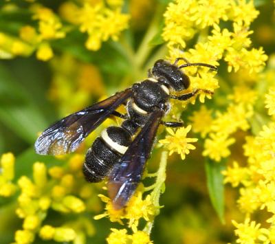 Donald Chandler & Morgan Dube: Predatory Wasp Used for Detecting Emerald Ash Borer