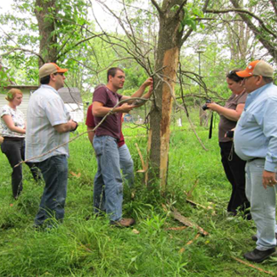 Five researchers and stakeholders examine a dead ash tree