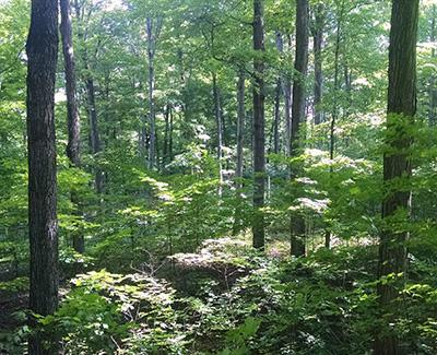 Anthony D'Amato: Factors Affecting Sugar Maple Regeneration Across the Northern Forest