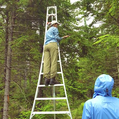 Michael Day: Commercial Thinning Can Reduce Spruce-Fir Recovery from Budworm Defoliation 