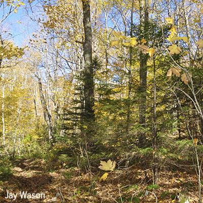 Martin Dovciak: Montane Tree Species Distributions Not Yet Shifting Upslope in Response to Changes in Climate