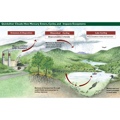 Charles Driscoll: Hubbard Brook Research Foundation Science Links Program: Mercury in the Northeastern U.S.