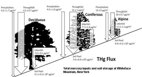 Diagram showing total mercury inputs and soil storage on Whiteface Mountain