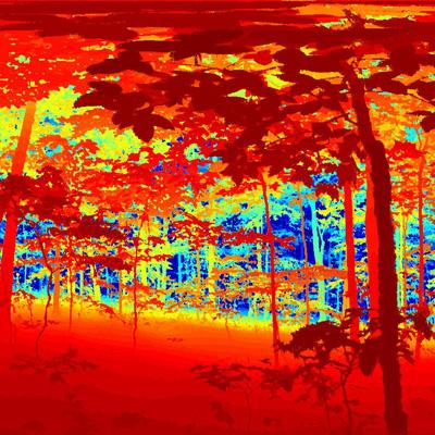 Mark Ducey: Evaluation of Northern Hardwood Forest Structure Using Terrestrial Laser Scanning