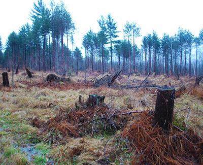 Jon Erickson: Impacts of Windstorm and Salvage Harvest on Regeneration and Biodiversity in the Northern Forest