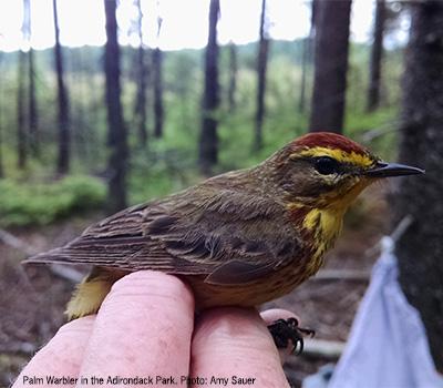 Hand holding a palm warbler in the forest