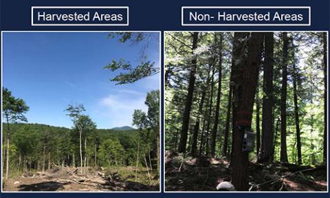 Harvested forest and non-harvested forest side by side