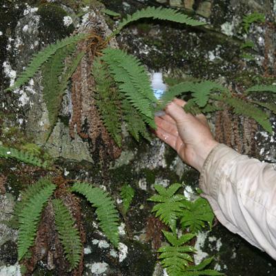 Rare Fern in Northern Forest Valuable to Understand Plant Responses to  Climate Change | Northeastern States Research Cooperative