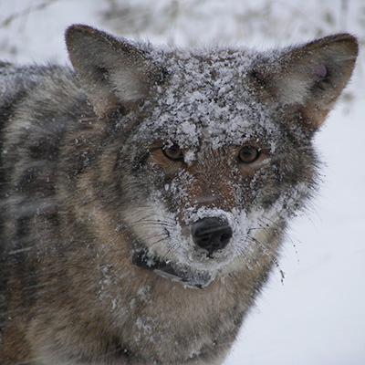 Jacqueline Frair: Adirondack Study Exposes Evolving Niche of the Coyote in Northeastern Forests