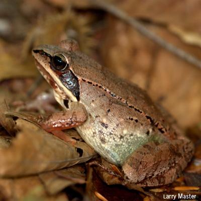 Michale Glennon: Changes in Wildlife Communities after Residential Construction in the Adirondack Park