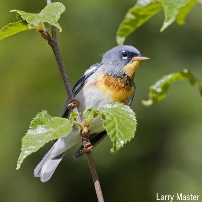 Michale Glennon: Ecological Impacts of Residential Roads on Songbirds in the Adirondacks