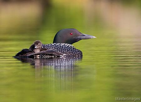 Michale Glennon: Impacts of Recreation Activity on Wildlife Communities in the Adirondacks