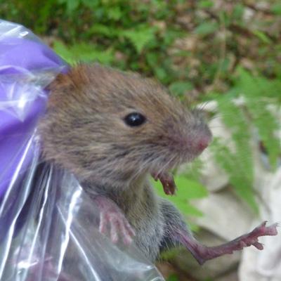 Nicholas Gotelli & Allyson Degrassi: Hemlock Woolly Adelgid in Hemlock Forests Affects Small Mammal Communities