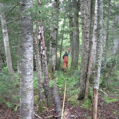 John Gunn: Role of Older Forests in Atmospheric Carbon Reduction