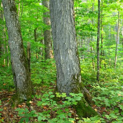 John Hagan: Developing Management Guidelines to Conserve Old Forests