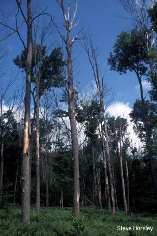 Richard Hallett: Tree Foliage Chemistry Data Base to Monitor Forest Health