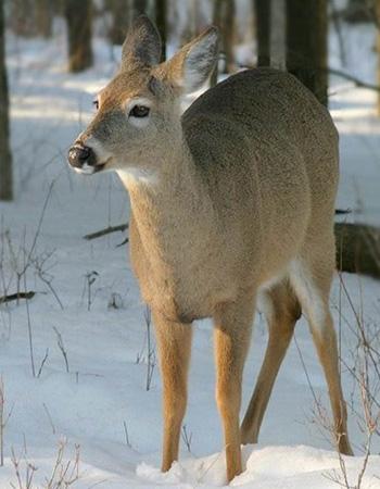 Daniel Harrison: Effectiveness of Zoning to Protect Deer Wintering Areas