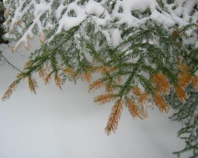 Gary Hawley: Winter Injury, Carbon Loss, but Surprising Growth Resurgence in Red Spruce