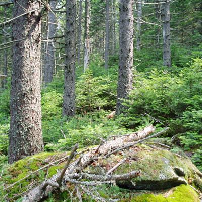 Coeli Hoover: Estimates of Carbon Stocks in Old Growth Northern Forests