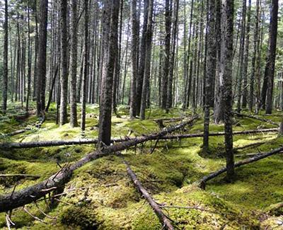 Jason Johnston: Forest Habitat Type Affects Abundance of Invertebrate Food for Birds