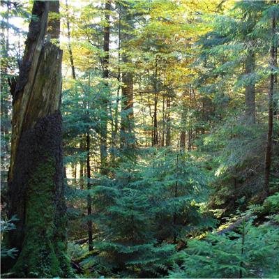 William Keeton: Improving Carbon Storage in Managed Northern Hardwood-Conifer Forests