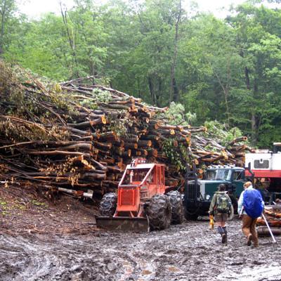 William Keeton: Bioenergy Fuel Harvesting Impacts on Forest Habitat and Carbon Emissions