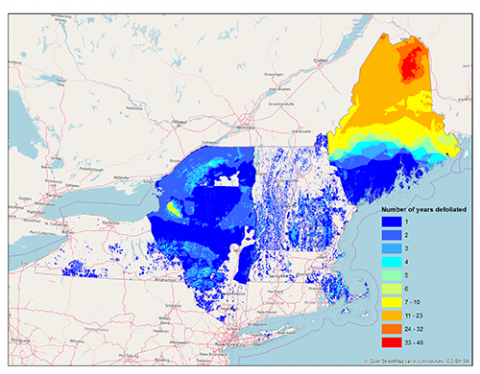 William Keeton: Forest Disturbance Patterns Mapped Across the Northern Forest 2000-2016