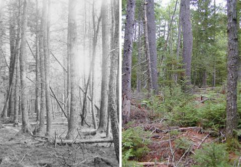 Comparison of forest stand 65 years ago with forest stand today