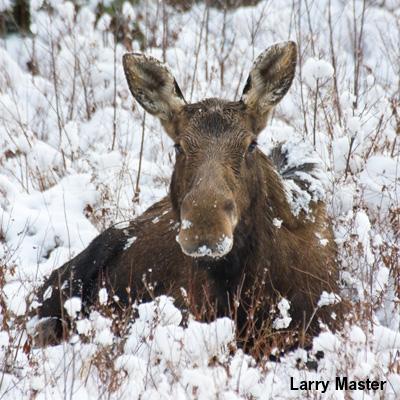 Heidi Kretser:Using Genetics to Evaluate Re-colonization by Moose in the Northeastern U.S.