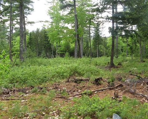 Partial harvest in a forest