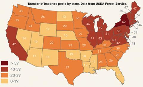 Gary Lovett: Damage from Invasive Forest Pests Costs Billions a Year