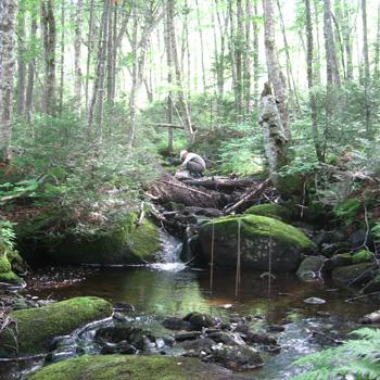 Winsor Lowe: Influence of Forest Succession on Insect Biodiversity and Brook Trout Diets 