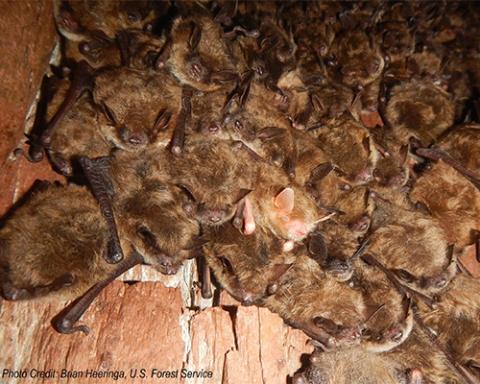 Little brown bats