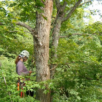 Gregory McGee: Balancing Preservation of Forest Habitat Structure with Sustainable Production of Forest Products