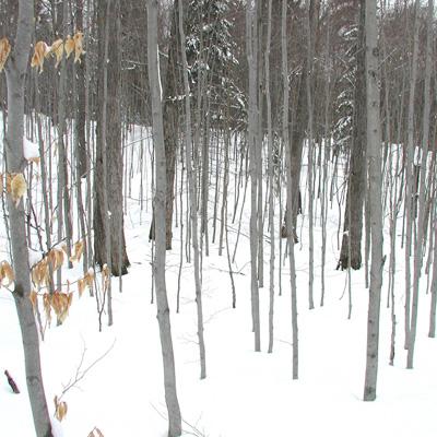 Stacy McNulty: Influence of American Beech Thickets on Biodiversity in Northern Hardwood Forests