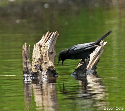 Stacy McNulty & Amanda Pachomski: Investigating Wetland Foraging Sites of the Rusty Blackbird, a Declining Species